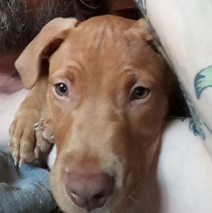 Meet your Posher, Duane